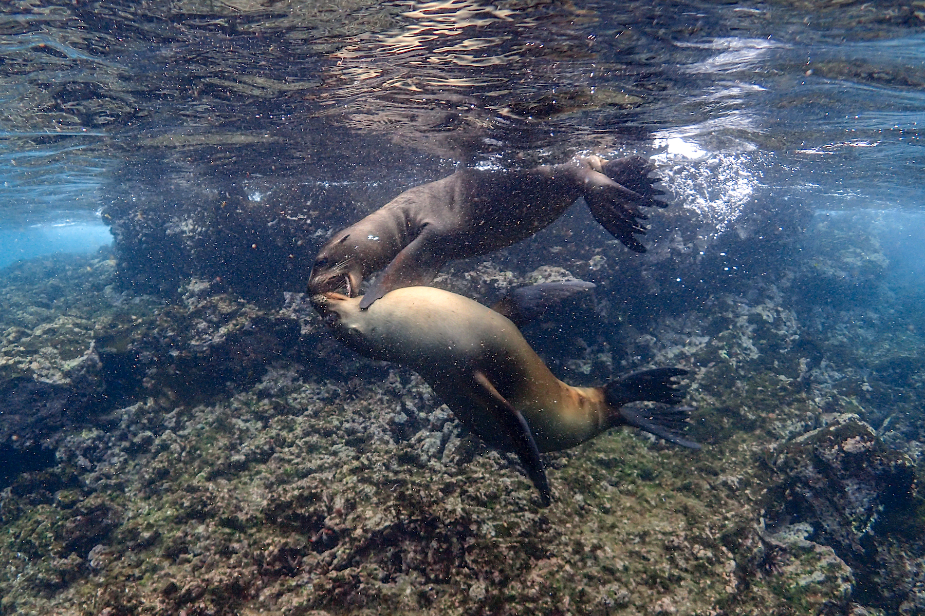 Swimming with sealions in the Galapagos. It's hard to know if they entertain you or if it's the other way round (image by Inger Vandyke)