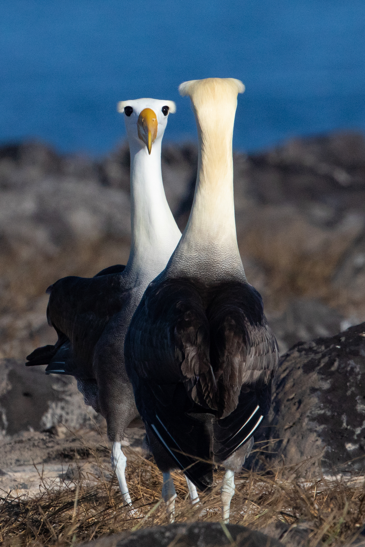 The dance of Waved Albatross during their courtship display (image by Inger Vandyke)