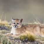 A beautiful four months old Puma cub (image by Bernd Rohrschneider)