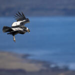An adult male Andean Condor is one of the heaviest bird that can fly (image by Bernd Rohrschneider)