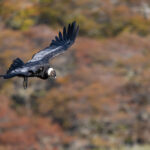 A male Andean Condor soars over the autumn coloured trees (image by Bernd Rohrschneider)