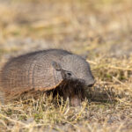 The Large Hairy Armadillo looks prehistoric but adorable (image by Bernd Rohrschneider)