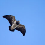 A black-chested Buzzard-eagle in flight (image by Bernd Rohrschneider)