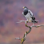 A Black-chested Buzzard-eagle sitting on a branch with autumn colored trees in the background (image by Bernd Rohrschneider)