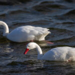 A pair of Coscoroba Swans swims on a lake near Puerto Natales (image by Bernd Rohrschneider)