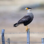 The Southern Caracara is a common along roads to feed on roadkill (image by Bernd Rohrschneider)