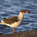 Dolphin Gull with a shell, Punta Arenas (image by Bernd Rohrschneider)