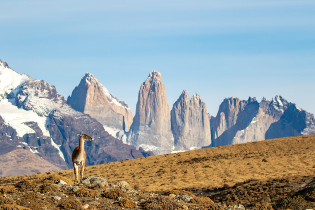 A Guanaco stands against a backdrop of Torres Del Paine's famous towers. The scenery in this region is breathtaking (image by Jenny Tovey)