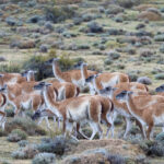 A herd of Guanacos in Patagonia (image by Bernd Rohrschneider)