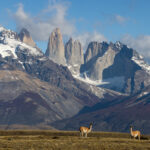 Guanacos standing in the impressive mountain landscape of Patagonia (image by Bernd Rohrschneider)