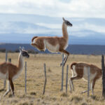 Guanacos jumping over a fence (image by Bernd Rohrschneider)
