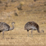 Lesser Rheas or Darwin's Rheas are large flightless birds (image by Bernd Rohrschneider)
