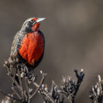 The male Long-tailed Meadowlark has a bright red breast (image by Bernd Rohrschneider)