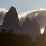 The silhouette of three Pumas watching the Torres del Paine massif after sunset (image by Bernd Rohrschneider)