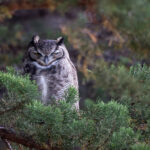 A sleepy Magellanic Horned Owl at the day roosting place, the biggest Chilean owl (image by Bernd Rohrschneider)