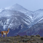 A Guanaco stands in the mountains of Patagonia (image by Bernd Rohrschneider)