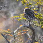 The beautiful Austral Pygmy Owl is the smallest of the Chilean owls (image by Bernd Rohrschneider)