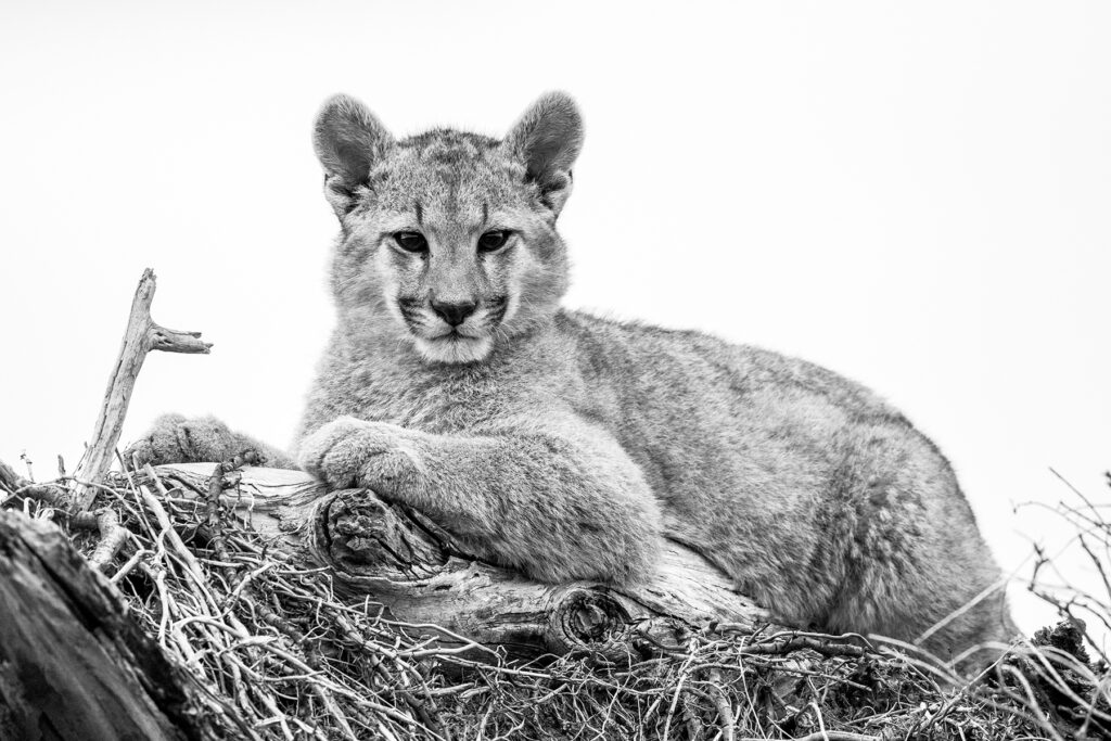 Portrait of a Puma cub in black and white (image by Jenny Tovey)