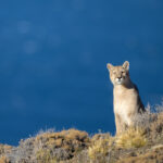 A Puma is sitting with a blue lake in the background (image by Bernd Rohrschneider)
