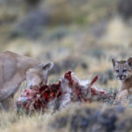 The Puma female 