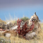 The Puma cub nibbles on a rib of a Guanaco kill (image by Bernd Rohrschneider)