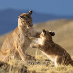 A Puma cub play fighting with its mother (image by Bernd Rohrschneider)