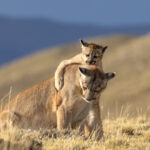 The young Puma cub jumps on the mothers neck which is a good training of later hunting skills (image by Bernd Rohrschneider)