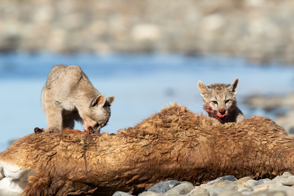 A pair of adorable Puma cubs feast on prey caught by their mother (image by Jenny Tovey)