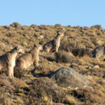Four Pumas sitting in a row - those cats seem to be much more social than people thought earlier (image by Bernd Rohrschneider)