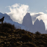 Silhouette of a Puma looking at the Torres del Paine mountains (image by Bernd Rohrschneider)