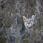 A Puma is peering out of the bushes in the last evening light (image by Bernd Rohrschneider)