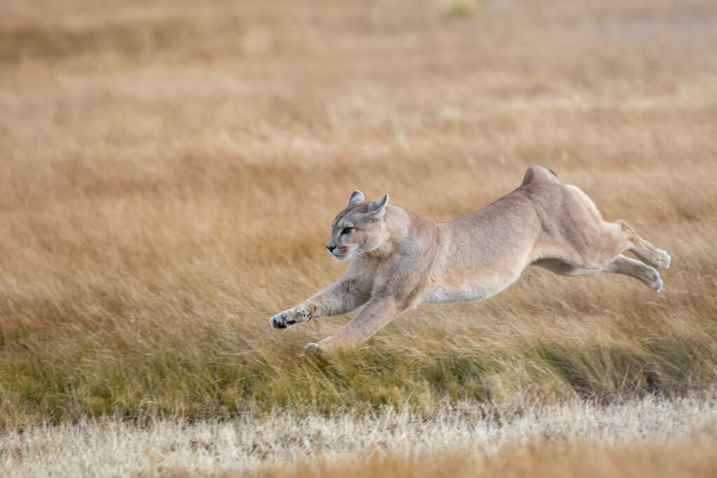 Puma on the run! (image by Jenny Tovey)