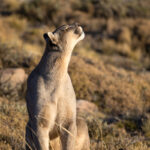 A Puma enjoying the last sunlight (image by Bernd Rohrschneider)