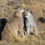 A Puma mother licking her subadult cub (image by Bernd Rohrschneider)