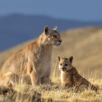 The Puma 