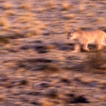 Panning image of a walking Puma at dawn (image by Bernd Rohrschneider)