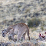 The Puma is covering the kill with plants to hide it from gray foxes or caracaras (image by Bernd Rohrschneider)