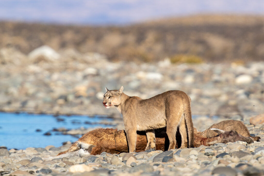 A group of Pumas on a Guanaco kill on the shores of Lake Sarmiento (image by Jenny Tovey)
