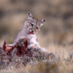 A Puma is feeding on a Guanaco kill (image by Bernd Rohrschneider)