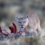 A Puma is feeding on a Guanaco kill at dawn (image by Bernd Rohrschneider)