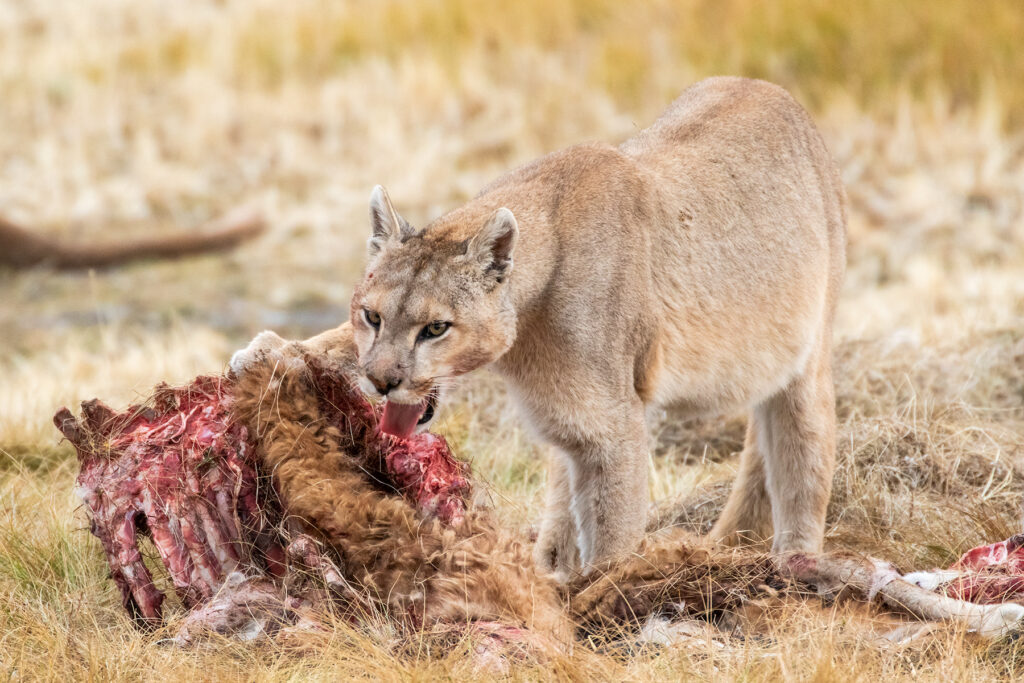 A full-bellied Puma enjoying the last of its Guanaco kill (image by Jenny Tovey)