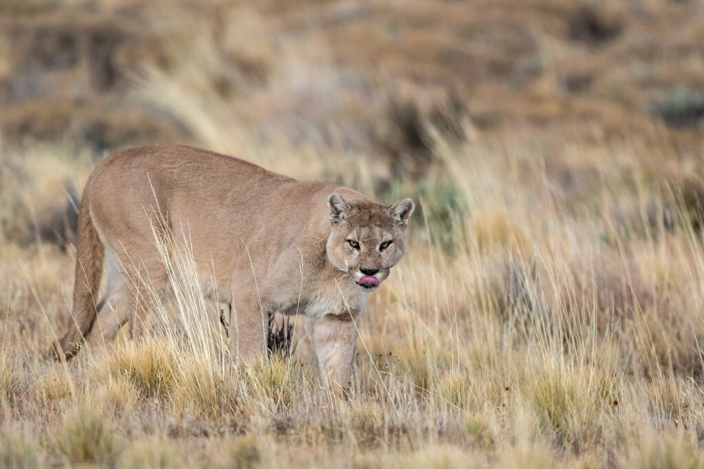 A large male Puma licks his lips as he goes prowling (image by Jenny Tovey)