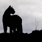 The silhouette of a Puma in Patagonia (image by Bernd Rohrschneider)