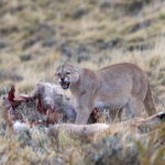 A Puma is snarling at another arriving cat which shows a gesture of submission (image by Bernd Rohrschneider)