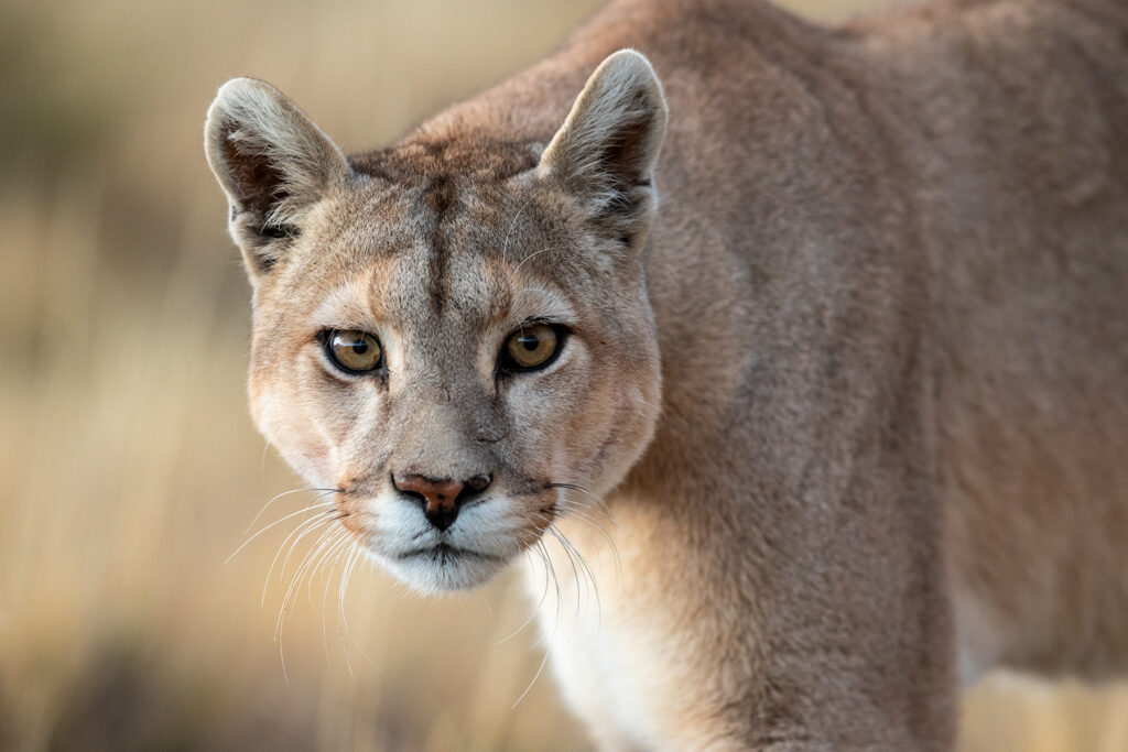 The curious thing about Pumas is they can sneak up right behind you and when they do, you can capture the most stunning portraits of them (image by Jenny Tovey)