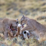 Two Pumas sharing a Guanako kill (image by Bernd Rohrschneider)