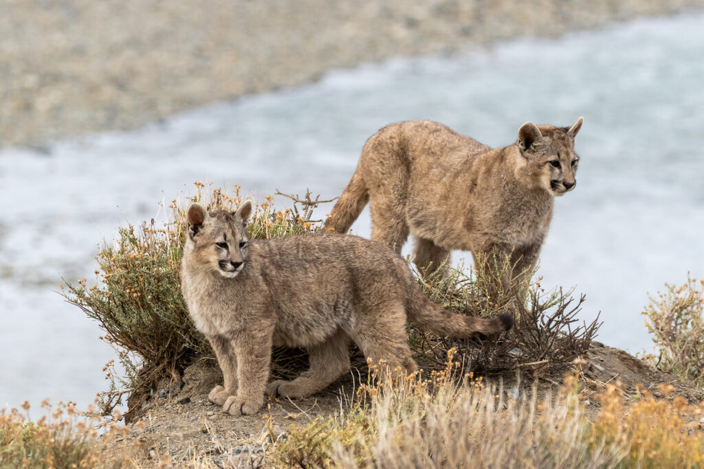 A pair of young Pumas stand at watch on the rocks above Lake Sarmiento (image by Jenny Tovey)