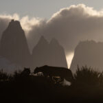 The silhouette of two pumas with the Torres del Paine massif (image by Bernd Rohrschneider)