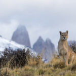 A Puma is looking at us with the Torres del Paine massif in the background (image by Bernd Rohrschneider)