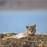 A Puma is looking at us (image by Bernd Rohrschneider)